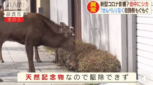 奈良視鹿群為「神之使者」。（圖／翻攝日本旅遊粉絲報臉書）