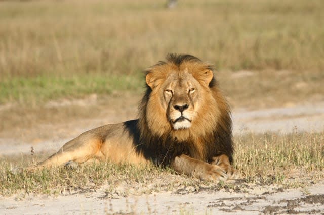 Cecil the Lion killed Zimbabwe