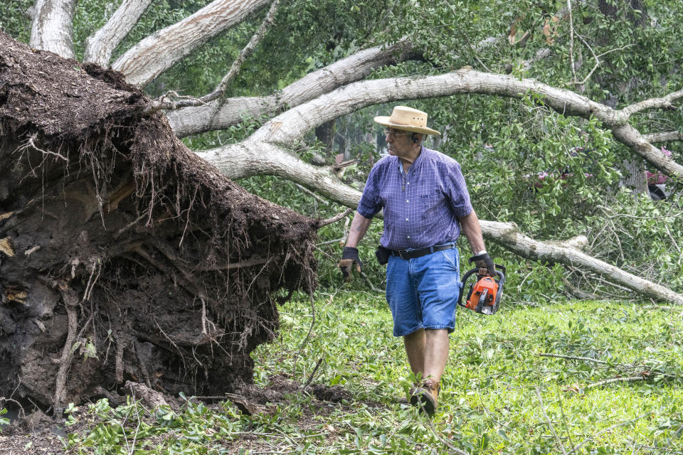 Large roots and limbs are visible in the background while Johnny Salinas carries a chainsaw Tuesday, July 9, 2024, that he will use to clear debris after the tree fell in his yard as Hurricane Beryl passed through the area on Monday. (Kirk Sides/Houston Chronicle via AP)