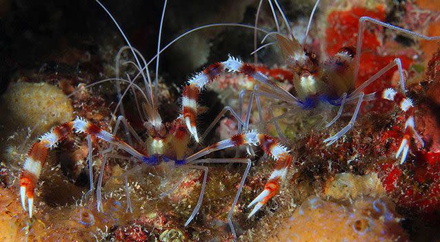 A pair of banded coral shrimp. Credit:  Greg McFall/NOAA Office of National Marine Sanctuaries/Facebook