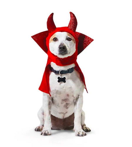 Bootique Devil Dog Headwear halloween costume for dogs