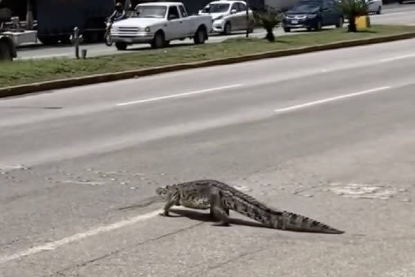 cocdrilos deambulando en las calles de tamaulipas