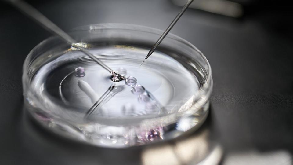 PHOTO: Petri Dish with drops of material and micromanipulators over it in a laboratory for an in vitro fertilization. (STOCK PHOTO/Adobe Stock)