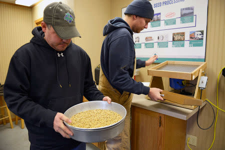 Samples of soybeans taken every hour during processing to monitor quality, are sorted for inspection at Peterson Farms Seed facility in Fargo, North Dakota, U.S., December 6, 2017. Photo taken December 6, 2017. REUTERS/Dan Koeck