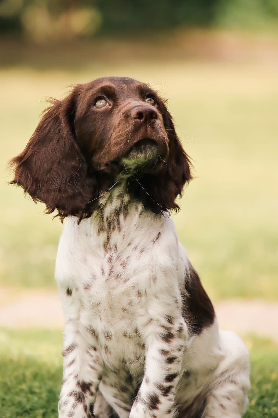 medium sized dog breeds deutscher wachtelhund