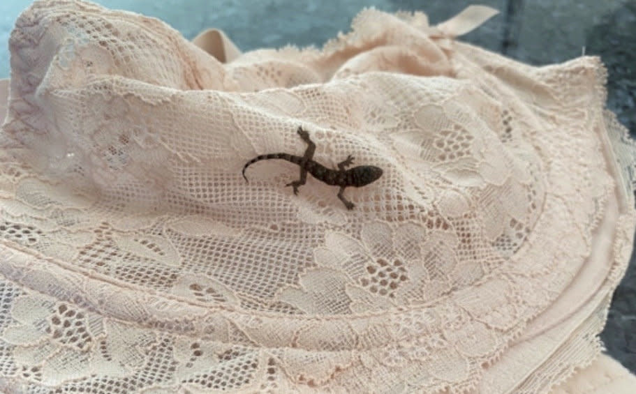 Barbie the lizard in the bra she travelled 4,000 miles in. (SWNS) 