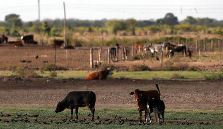 Cows graze on a farm near Santiago del Estero, Argentina, April 6, 2018. Picture taken April 6, 2018. REUTERS/Marcos Brindicci