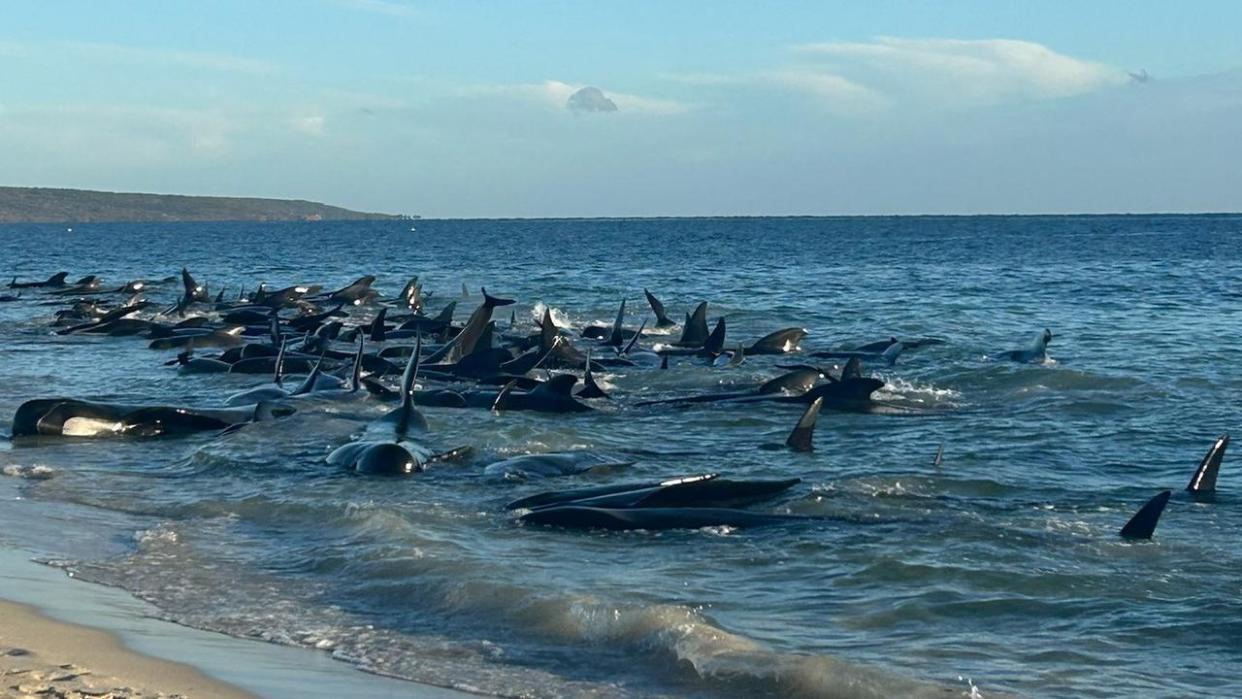 A mass stranding of between 50 and 100 pilot whales is occurring at Toby’s Inlet near Dunsborough., Experienced staff from DBCA and Perth Zoo vets are currently being deployed to respond to this evolving situation. , We know people want to help but we asked that people please do not attempt to rescue the animals without direction of DBCA staff as this may cause further injury, and distress to the animals and hinder a coordinated rescue effort.  Picture: Facebook