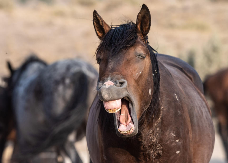 <p>Das Wildpferd in der Wüste Utahs sieht aus, als würde es für den Rest seiner Herde gerade eine Rockballade schmettern. Fotograf Jami Bollschweiler, der den Hengst in einem glücklichen Moment ablichtet, stellte sich zu diesem Bild den Song „Born Free“ von Kid Rock vor. (Bild: Jami Bollschweiler/Mercury Press via Caters News) </p>