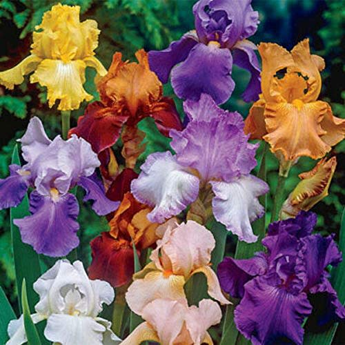 Bearded Iris Mixed Colors 5 Bulbs Plant #BV06