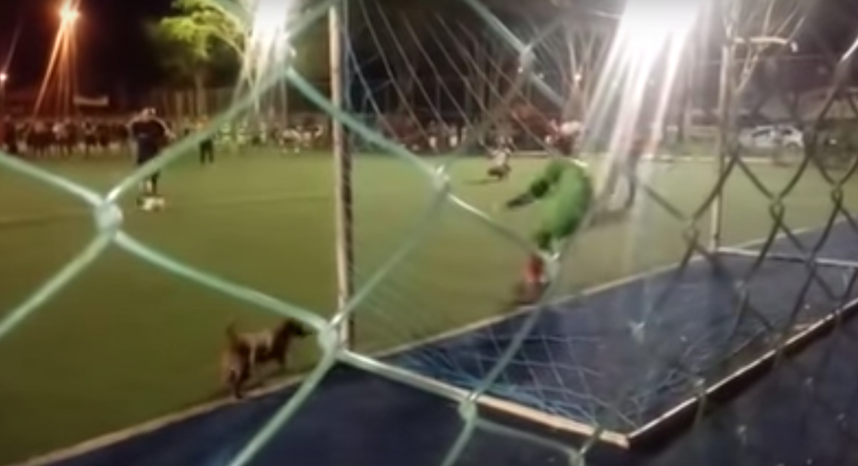 El perrito héroe de la noche: se atraviesa en el arco e impide un penal. <a href="https://www.youtube.com/watch?v=GBhPlhRUSlg" rel="nofollow noopener" target="_blank" data-ylk="slk:Foto: Captura de YouTube Pelota Tata;elm:context_link;itc:0;sec:content-canvas" class="link ">Foto: Captura de YouTube Pelota Tata</a>