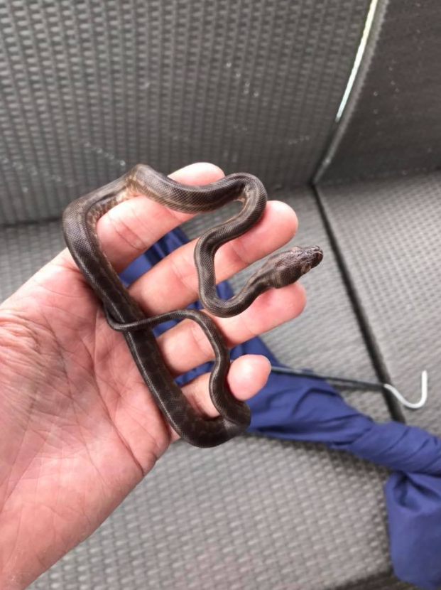 Imagine finding this little guy hanging out on your deck... Photo: Facebook/SunshineCoastSnakeCatchers