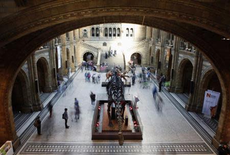 Visitors make their way past a diplodocus skeleton in the central hall of the Natural History Museum in South Kensington, London March 28, 2012. REUTERS/Andrew Winning