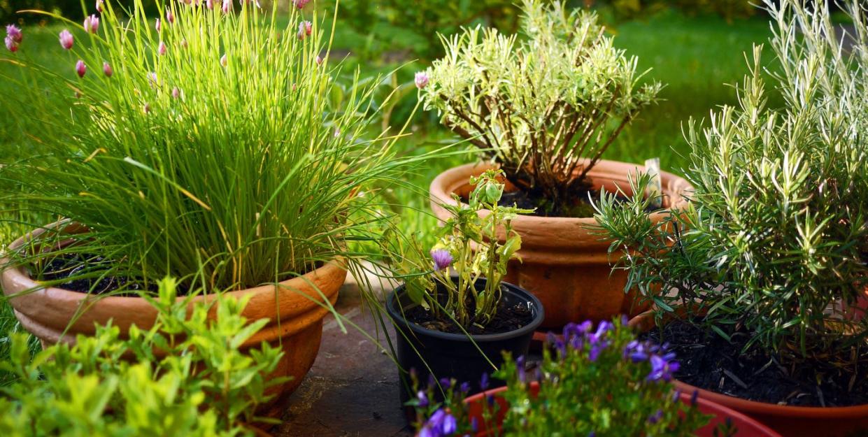 gardening myths busted
