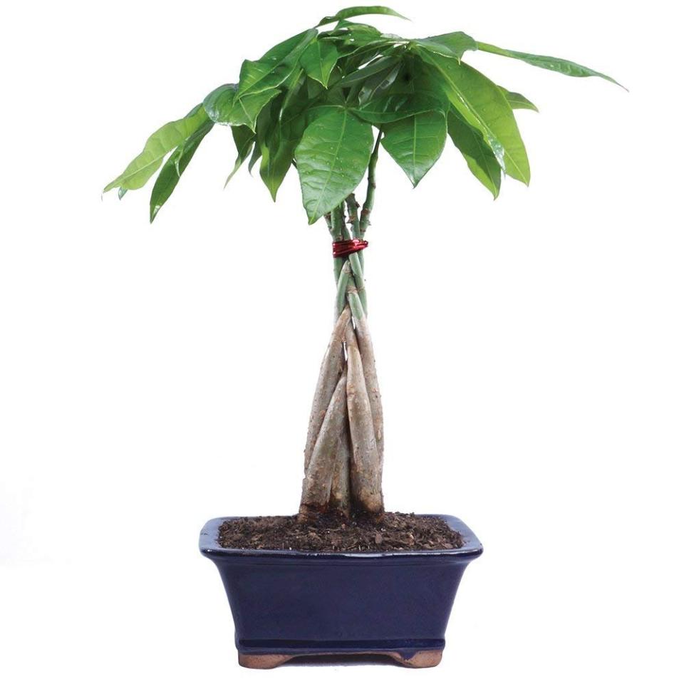 Brussel’s Bonsai Live Money Indoor Bonsai Tree (Photo: Amazon)