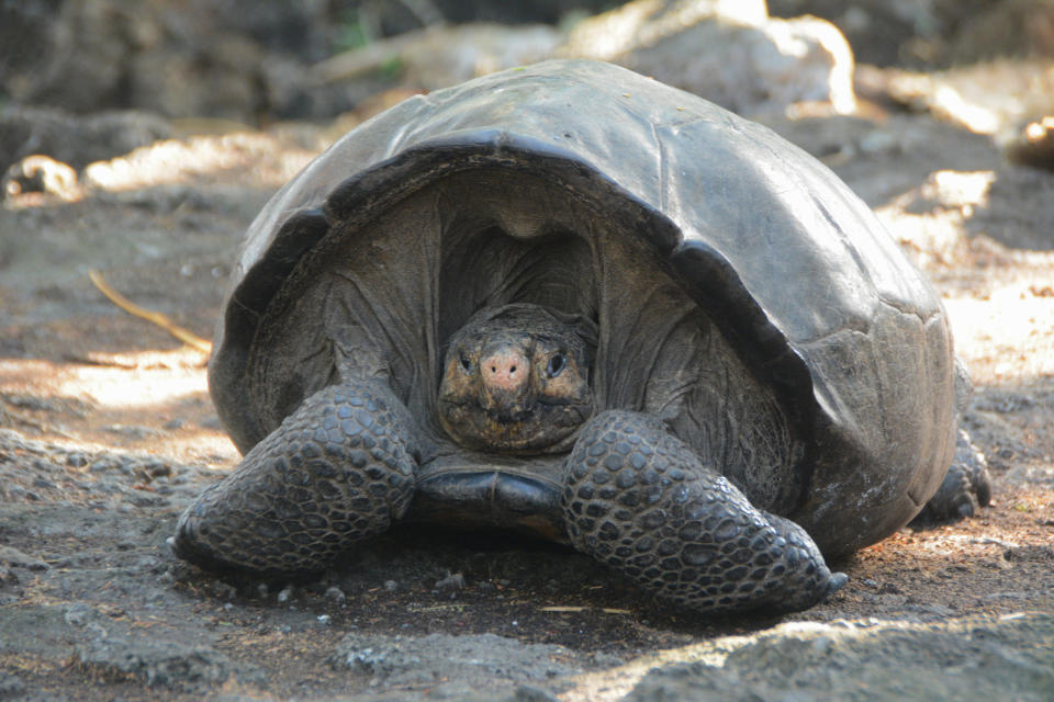 This photo release by the Galapagos National Park, shows a Chelonoidis phantasticus tortoise at the Galapagos National Park in Santa Cruz Island, Galapagos Islands, Ecuador, Wednesday, Feb. 20, 2019. Park rangers and the Galapagos Conservancy found the tortoise, a species that was thought to have become extinct one hundred years ago. (Galapagos National Park via AP)