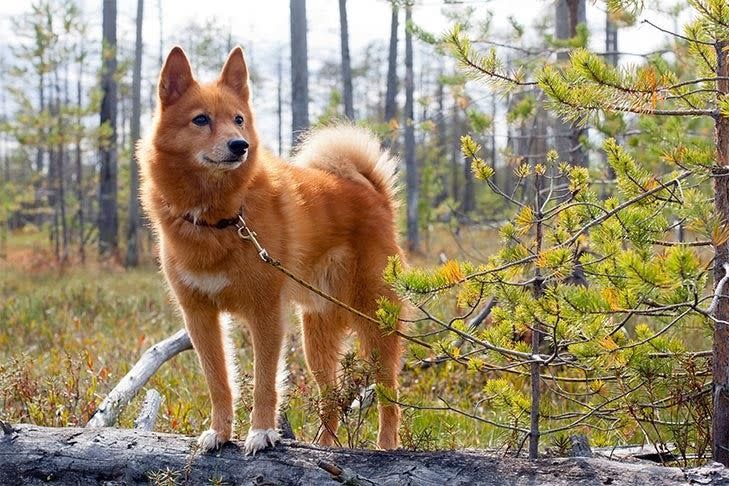 medium breed dogs finnish spitz