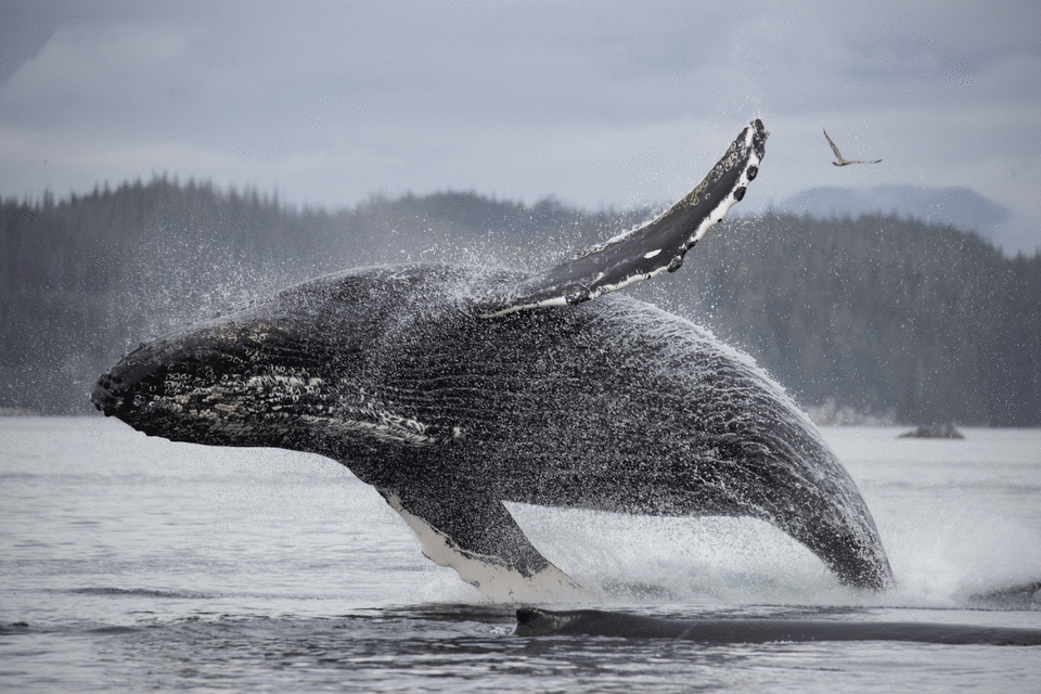 Corporal, one of only 29 Humpback whales known to have learned to “trap feed” seen off the coast of Vancouver Island in Planet Earth III, Episode 7 (BBC Studios / Fredi Devas)