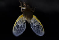 Translucent wing of an adult cicada just after shedding its nymphal skin early Wednesday, May 5, 2021, on the University of Maryland campus in College Park, Md. The cicadas of Brood X, trillions of red-eyed bugs singing loud sci-fi sounding songs, can seem downright creepy. Especially since they come out from underground only ever 17 years. (AP Photo/Carolyn Kaster)