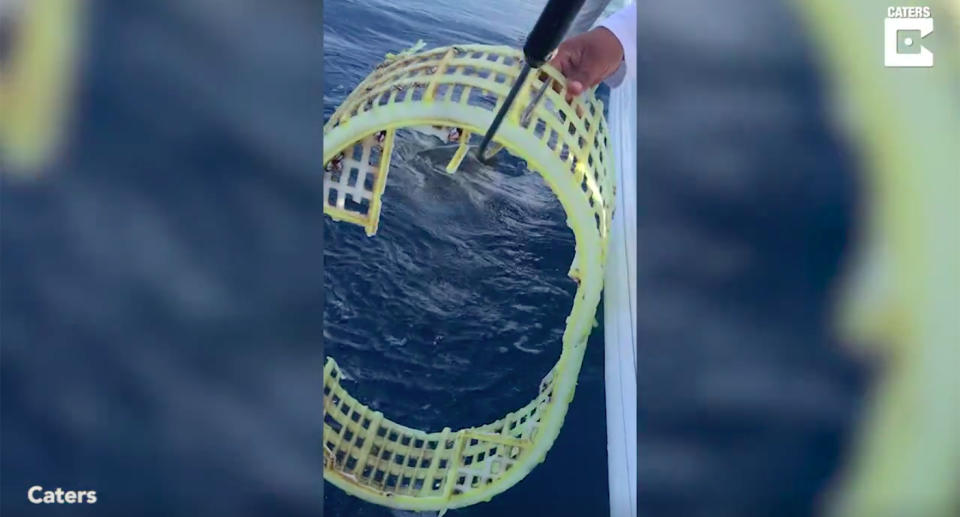 Fisherman freed the turtle from the yellow basket earlier this month. Source: Caters