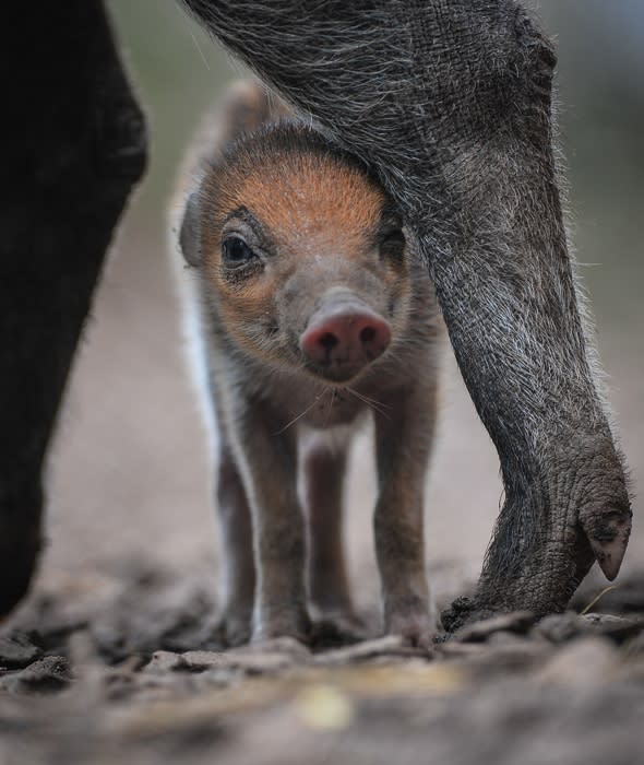 Rare baby warty pig born at Chester Zoo