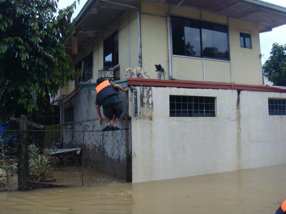 A volunteer climbs up to help two dogs stranded on the roof.