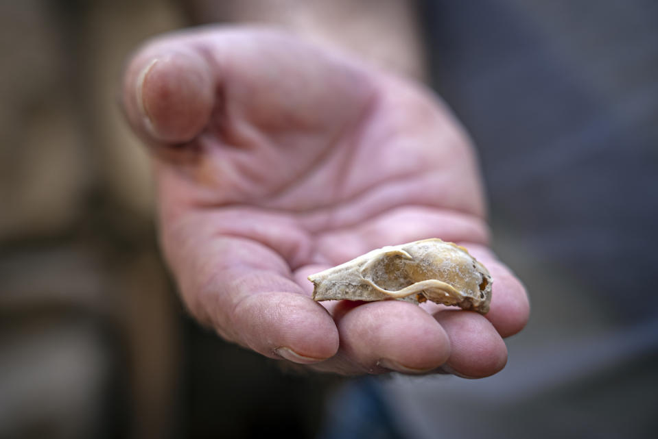 Close-up image of a hand holding a bat skull