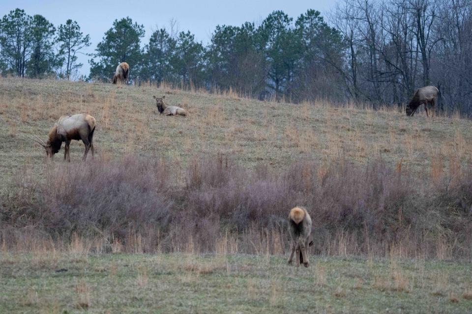 Elk are seen at Jenny Wiley State Park on Wednesday, Jan. 31, 2024 in Prestonsburg.