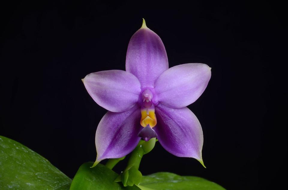 A Blue Ridge Amethyst