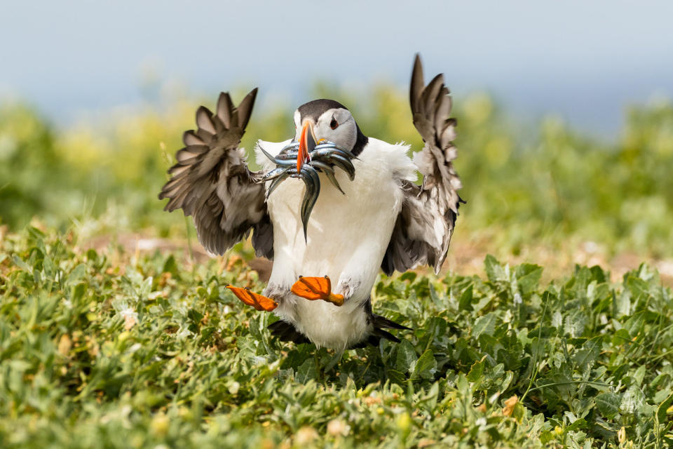This puffin with a beak full of fish was snapped by Simon Jenkins from Ware, Hertfordshire, on the Farne Islands off Northumbria.