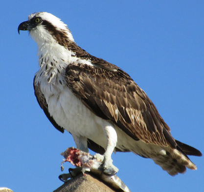 Regarding last week's discussion about sheepshead and circle hooks, reader George sent along a photo and suggested this osprey doesn't need any hook to snag a sheepshead.