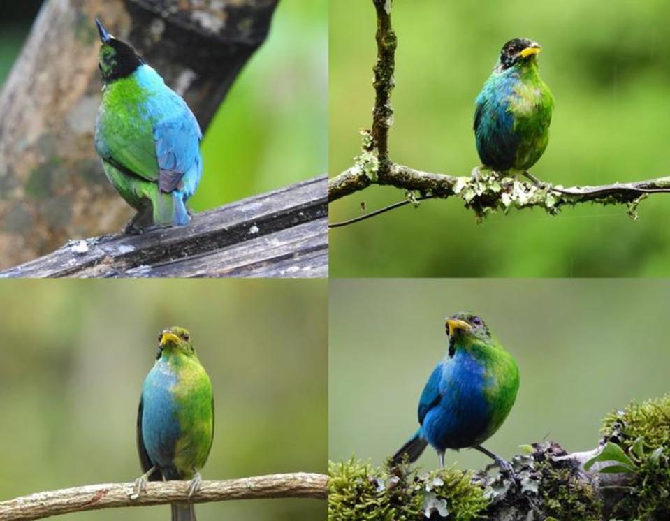 Photos of a bilaterally gynandromorphic Green Honeycreeper near Manizales, Colombia, 20 May 2022 (John Murillo)