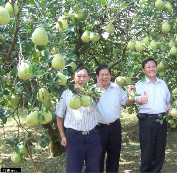 苗栗文旦團圓必備好滋味，甜甜微酸藏蜂蜜香氣，聞名遐邇，被推薦中秋節自嚐或送禮的首選，秋節前夕供不應求。（記者江乾松攝）