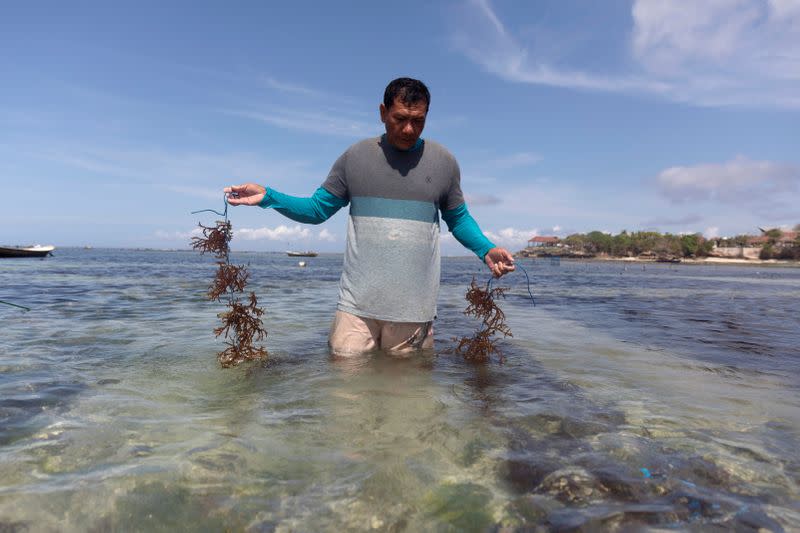 Bali islanders turn to kelp farming as tourism dries up due to COVID-19