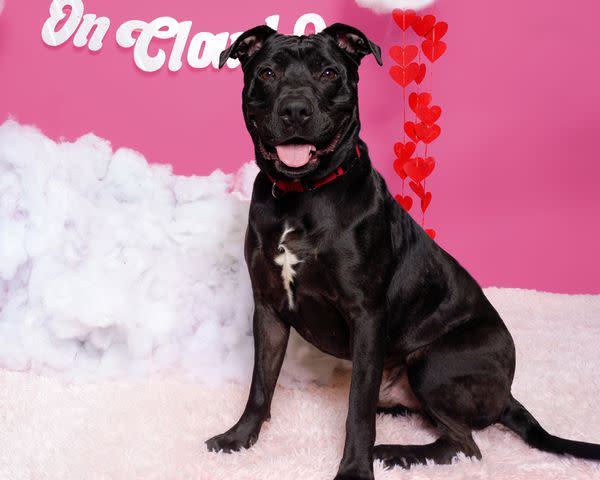 <p>Courtesy of Dubinsky Photos</p> Wick a long-stay shelter dog a St Hubert's Animal Welfare Center in New Jersey