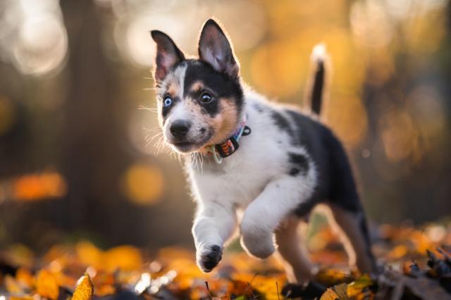 australian sheep dog puppy