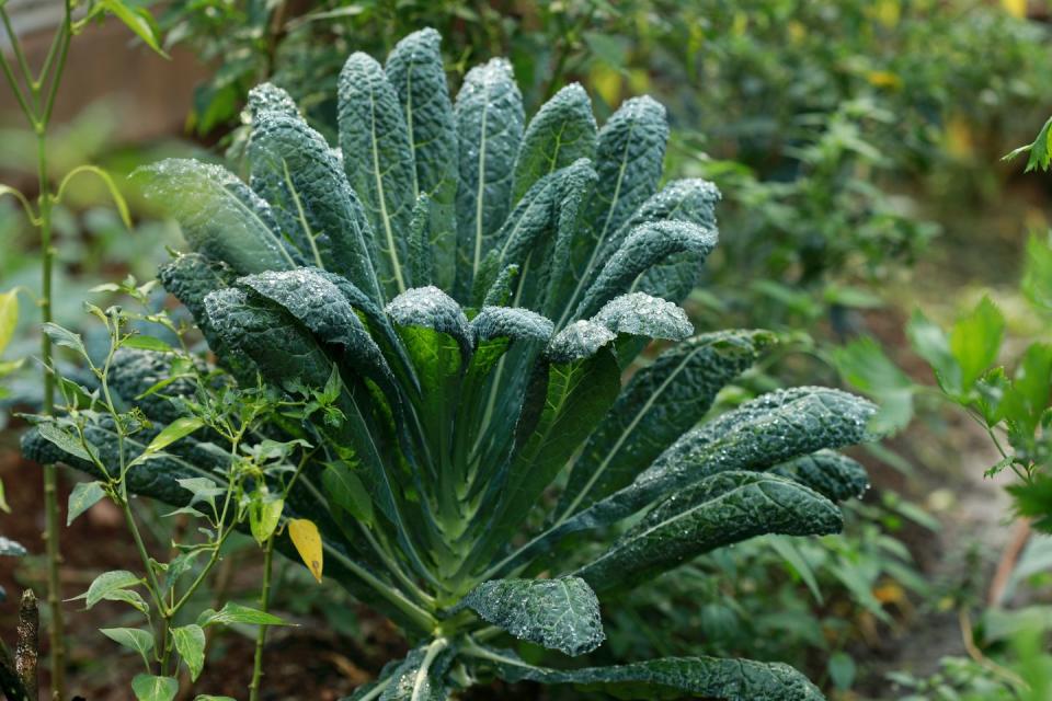 summer vegetables kale