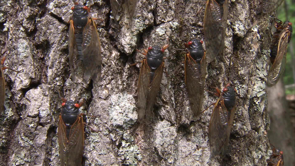 Cicadas climb a tree.  / Credit: CBS News