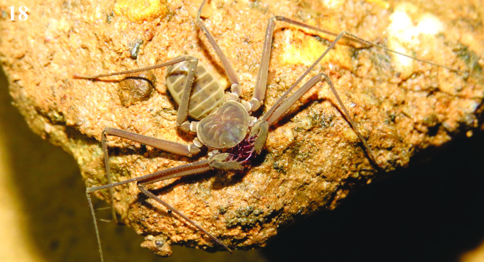 A Charinus tocantinensis, or Tocantins whip spider.