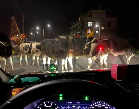 影片中大概出現了7、8隻成年牛隻行走在馬路上。（圖／翻攝自路上觀察學院）