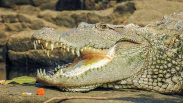 Crocodiles and gharials are getting bizarre orange 'tans' in Nepal. Here's  why.