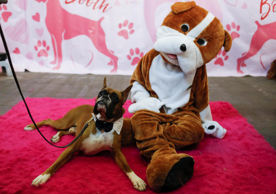 Devo, a boxer, sits with a person in a dog costume in the boxer breed booth during the AKC Meet the Breeds event ahead of the 143rd Westminster Kennel Club Dog Show in New York, Feb. 9, 2019. (Photo: Andrew Kelly/Reuters)