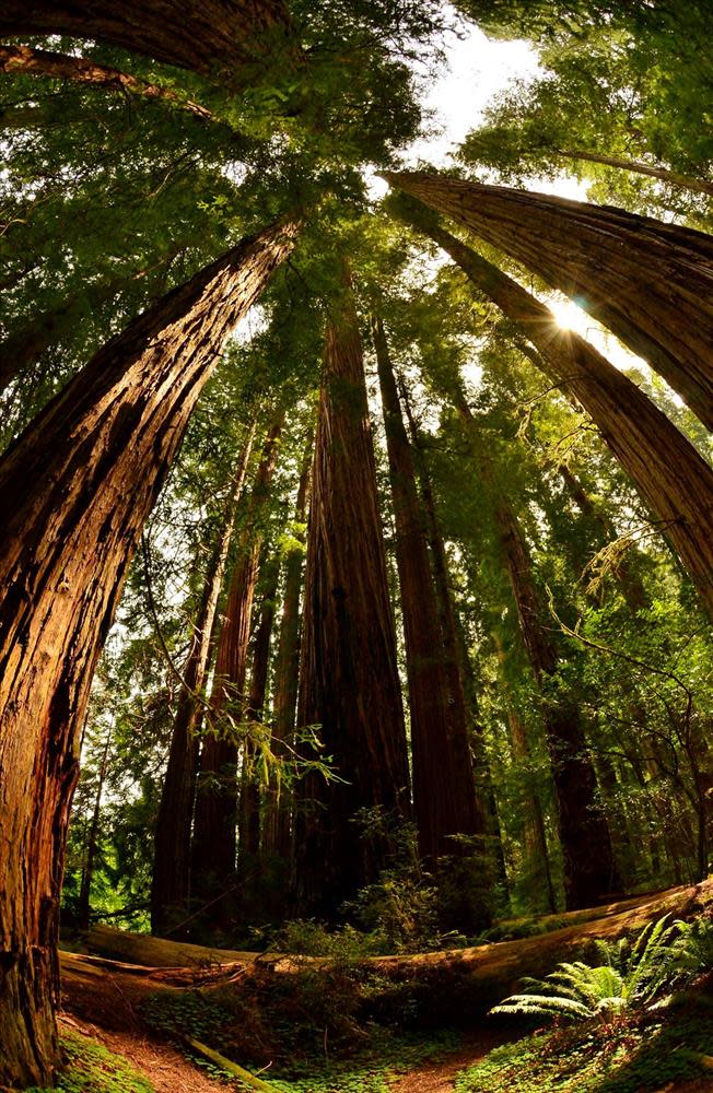 Patrick Taylor, Interpretation and Education Manager at Redwood National and State Park says, "It's almost impossible to ever fully get the scale of the trees other than how wide they are at their base and kind of projecting what you imagine that to turn into up above."