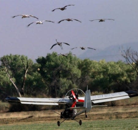 An ultralight plane piloted by Kent Clegg lands followed by a group of whooping and sandhill cranes at the Bosque del Apache National Wildlife Refuge about 90 miles south of Albuquerque, Tuesday, Oct. 21, 1997.