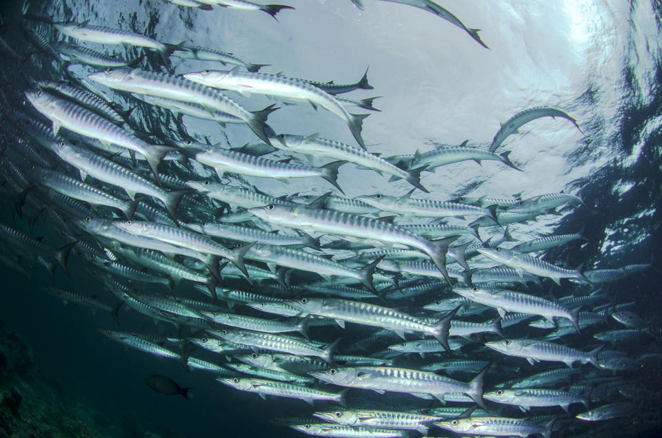 A photo of a school of Barracuda in Sipadan Island