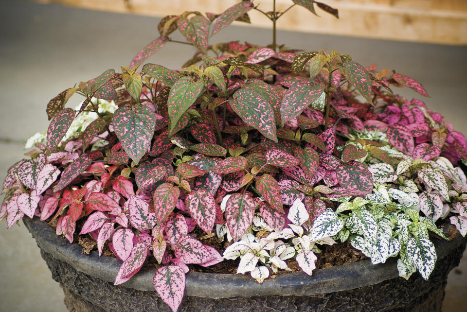 This undated image provided by Ball Horticultural Company shows "Confetti Compact Mix" Hypoestes, or polka dot plant. (Ball Horticultural Company via AP)