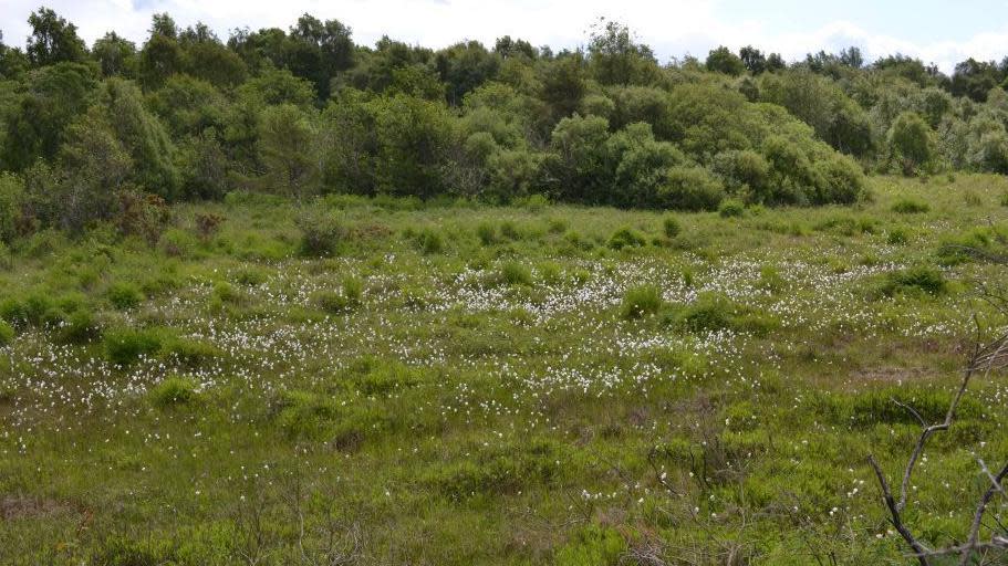 Bog cotton at Merkinch Local Nature Reserve