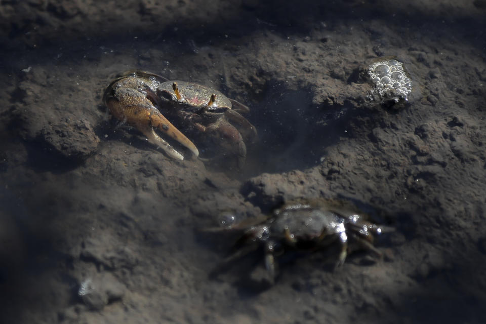 Crab crawls through a mud puddle in a mangrove recovered from deforestation in the Guapimirim environmental protection area on Guanabara Bay, Rio de Janeiro state, Brazil, Wednesday, May 22, 2024. Four years ago, the Mar Urbano NGO planted 30,000 mangrove trees in the deforested area, that today reach up to 4 meters high. (AP Photo/Bruna Prado)