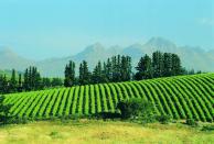 <b>STELLENBOSCH, SOUTH AFRICA </b><br>The spectacular scenery at a vineyard in South Africa's Stellenbosch area, about 50 km east of Cape Town. By 1700, Stellenbosch had become the wine capital of South Africa.