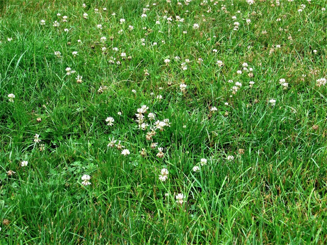 Close-up of clover at Harry P Leu Gardens, Orlando, Florida